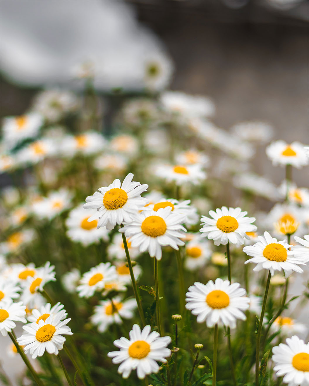 daisy