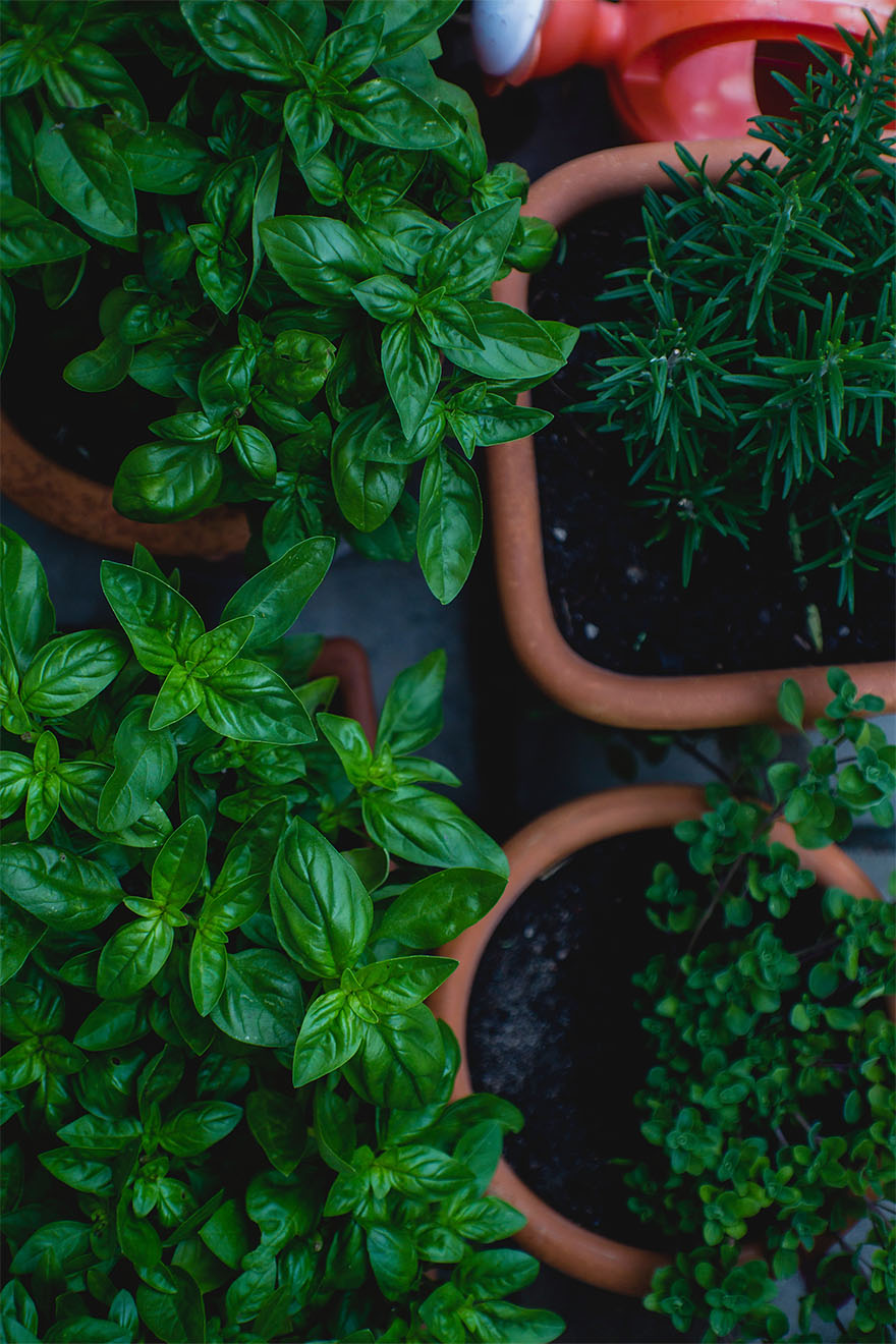 plants
